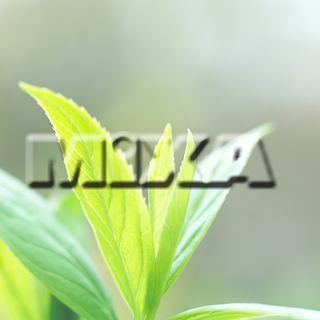 MIXA IMAGE LIBRARY vol.159 %%p^Cg%% tbVEO[