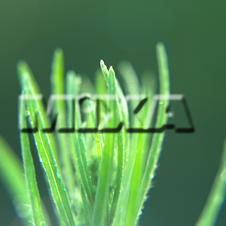 MIXA IMAGE LIBRARY vol.159 %%p^Cg%% tbVEO[