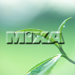 MIXA IMAGE LIBRARY vol.159 %%p^Cg%% tbVEO[