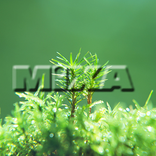 MIXA IMAGE LIBRARY vol.159 %%p^Cg%% tbVEO[