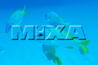 MIXA IMAGE LIBRARY vol.164 %%p^Cg%% CƋƎX