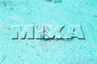 MIXA IMAGE LIBRARY vol.164 %%p^Cg%% CƋƎX