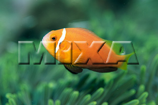 MIXA IMAGE LIBRARY vol.164 %%p^Cg%% CƋƎX