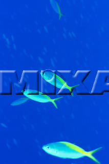 MIXA IMAGE LIBRARY vol.164 %%p^Cg%% CƋƎX
