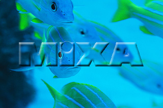 MIXA IMAGE LIBRARY vol.164 %%p^Cg%% CƋƎX