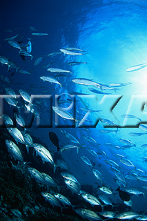 MIXA IMAGE LIBRARY vol.165 %%英字タイトル%% 海中世界