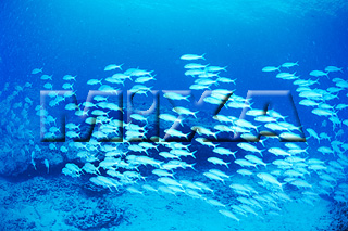 MIXA IMAGE LIBRARY vol.165 %%英字タイトル%% 海中世界