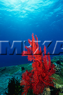 MIXA IMAGE LIBRARY vol.165 %%英字タイトル%% 海中世界