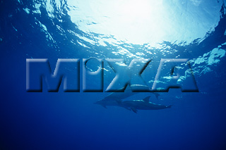 MIXA IMAGE LIBRARY vol.166 %%p^Cg%% CJ