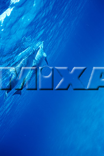 MIXA IMAGE LIBRARY vol.166 %%英字タイトル%% イルカ
