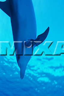 MIXA IMAGE LIBRARY vol.166 %%英字タイトル%% イルカ