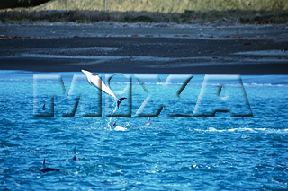 MIXA IMAGE LIBRARY vol.166 %%英字タイトル%% イルカ