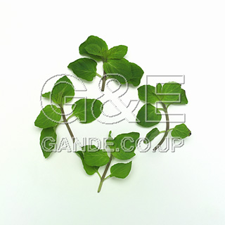 MIXA IMAGE LIBRARY %%p^Cg%% Vol.177 G߂̖؂Ɖʎ 