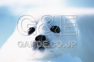 MIXA IMAGE LIBRARY %%p^Cg%% Vol.179 AVJEAUV