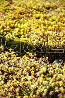 MIXA IMAGE LIBRARY %%p^Cg%% Vol.194 ̂ю