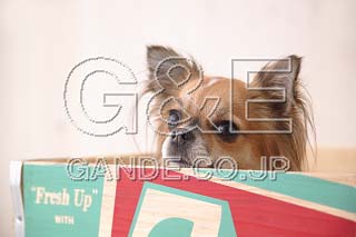 MIXA IMAGE LIBRARY %%p^Cg%% Vol.195 cnfr@ 