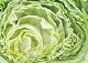 ʐ^fށ@tHgrbg@2/2009_081.jpg