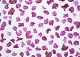 ʐ^fށ@tHgrbg@2/2010_041.jpg