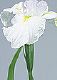 ʐ^fށ@tHgrbg@2/2017_017.jpg