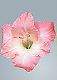 ʐ^fށ@tHgrbg@2/2017_043.jpg