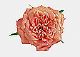 ʐ^fށ@tHgrbg@2/2020_012.jpg