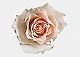 ʐ^fށ@tHgrbg@2/2020_018.jpg
