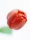 ʐ^fށ@fގT@2/CL011_L.JPG