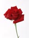 ʐ^fށ@fގT@2/CL141_L.JPG