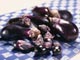 ʐ^fށ@fގT@2/DV125_L.JPG