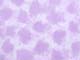 ʐ^fށ@fގT@2/SX055_L.JPG