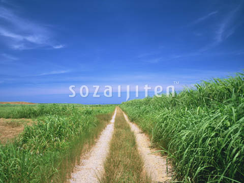 �f�ގ��TVol.129�q��̂��镗�i�ҁr