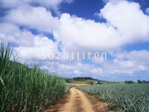 �f�ގ��TVol.129�q��̂��镗�i�ҁr