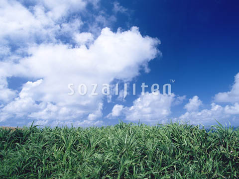 �f�ގ��TVol.129�q��̂��镗�i�ҁr