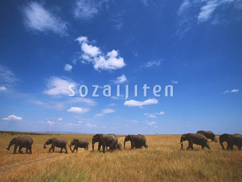�f�ގ��TVol.129�q��̂��镗�i�ҁr