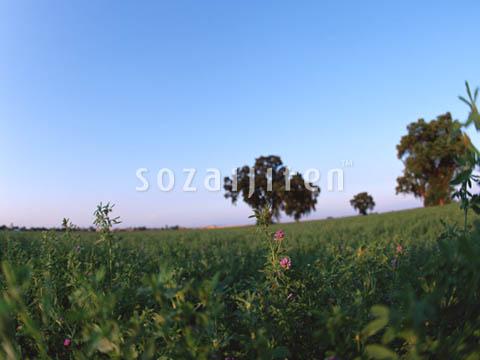 �f�ގ��TVol.129�q��̂��镗�i�ҁr