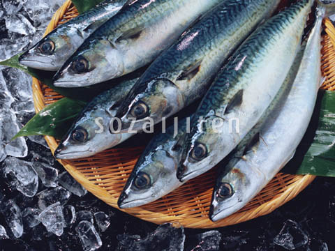 �f�ގ��TVol.131�q�{�̋���ށr