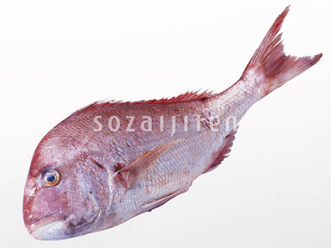 �f�ގ��TVol.131�q�{�̋���ށr