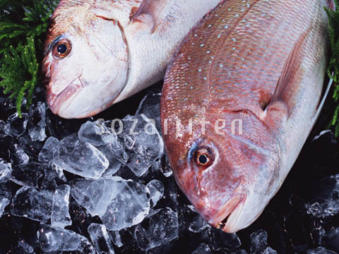 �f�ގ��TVol.131�q�{�̋���ށr