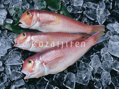 �f�ގ��TVol.131�q�{�̋���ށr