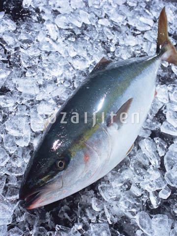 �f�ގ��TVol.131�q�{�̋���ށr