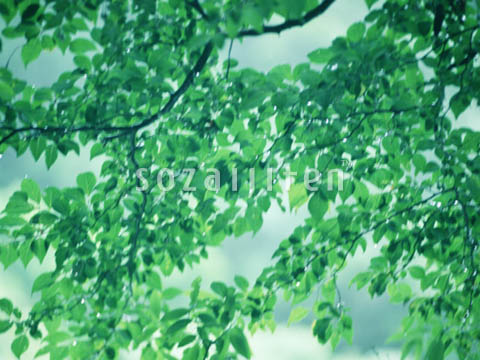 �f�ގ��TVol.134�q�X�ѥ�؉k����ҁr