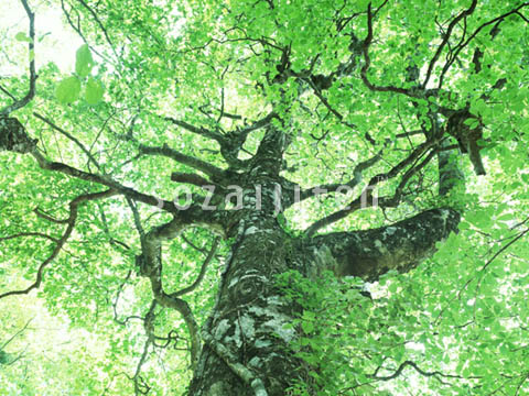 �f�ގ��TVol.134�q�X�ѥ�؉k����ҁr