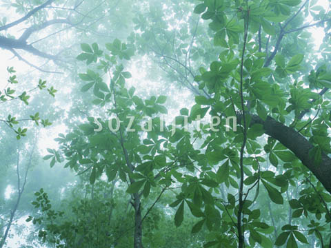 �f�ގ��TVol.134�q�X�ѥ�؉k����ҁr