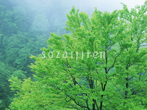 �f�ގ��TVol.134�q�X�ѥ�؉k����ҁr