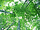 �f�ގ��TVol.134�q�X�ѥ�؉k����ҁr�摜048