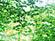 �f�ގ��TVol.134�q�X�ѥ�؉k����ҁr�摜065
