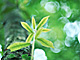 �f�ގ��TVol.134�q�X�ѥ�؉k����ҁr�摜079