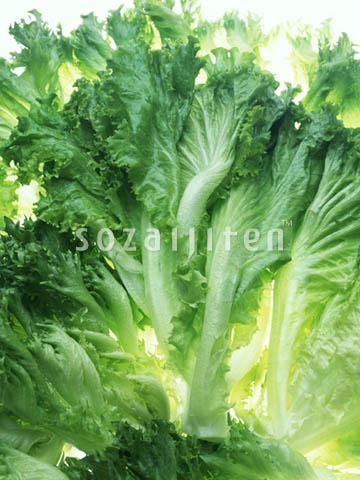 �f�ގ��TVol.135�q���-���z�̌b�ݕҁr