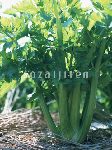 �f�ގ��TVol.135�q���-���z�̌b�ݕҁr