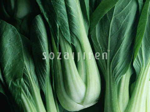 �f�ގ��TVol.135�q���-���z�̌b�ݕҁr